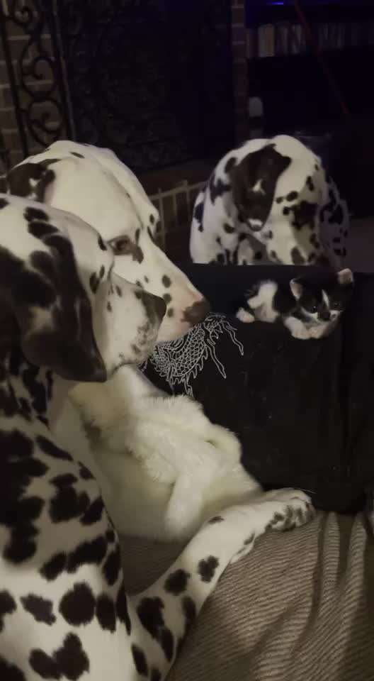 55. Video Challange: lustiges Video/Lieblingsvideo-Beitrag-Bild