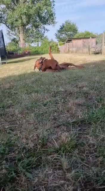 Rhodesian Ridgeback-Beitrag-Bild