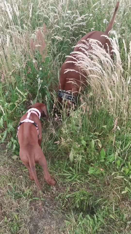 Rhodesian Ridgeback-Beitrag-Bild
