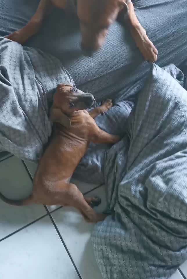 Rhodesian Ridgeback-Beitrag-Bild