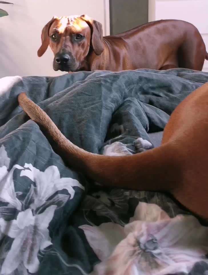 Rhodesian Ridgeback-Beitrag-Bild