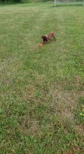 Rhodesian Ridgeback-Beitrag-Bild