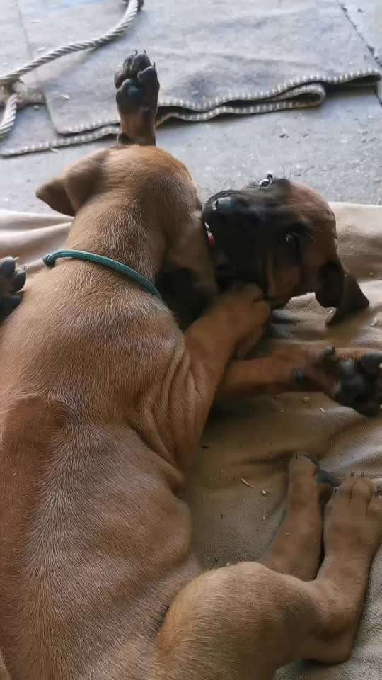 Rhodesian Ridgeback-Beitrag-Bild