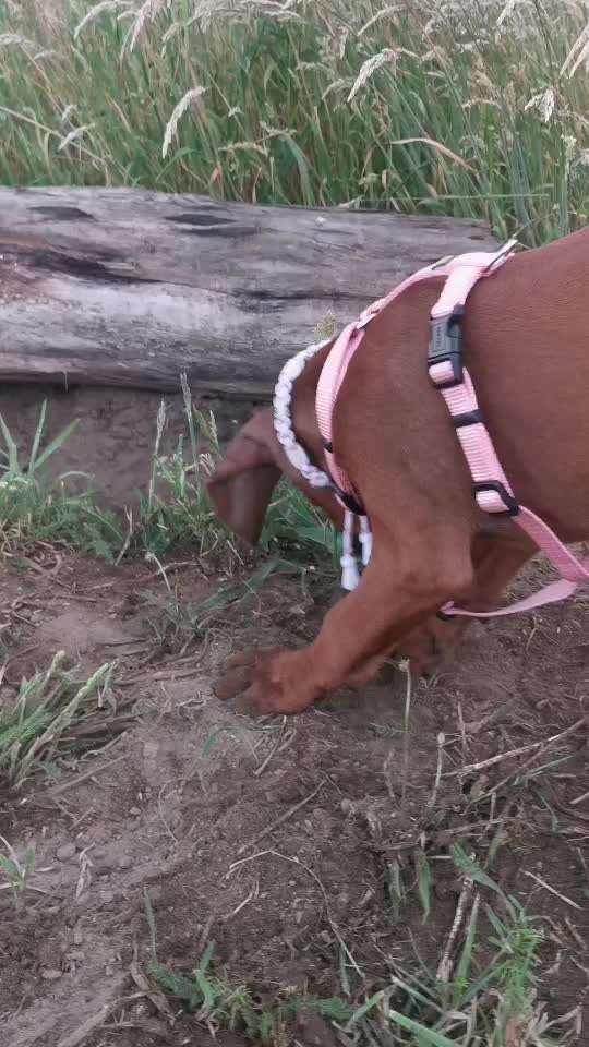 Rhodesian Ridgeback-Beitrag-Bild