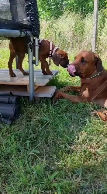 Rhodesian Ridgeback-Beitrag-Bild