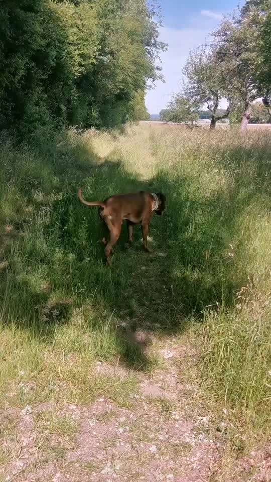 Rhodesian Ridgeback-Beitrag-Bild