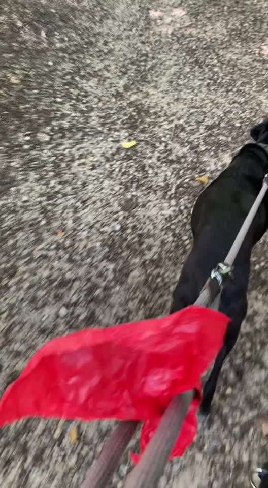 Windhunde - Treffen der besonderen Schönheiten
HERZLICH WILLKOMMEN-Beitrag-Bild