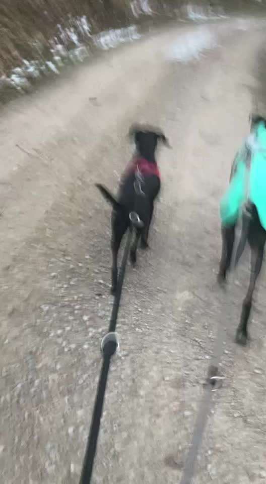 Windhunde - Treffen der besonderen Schönheiten
HERZLICH WILLKOMMEN-Beitrag-Bild