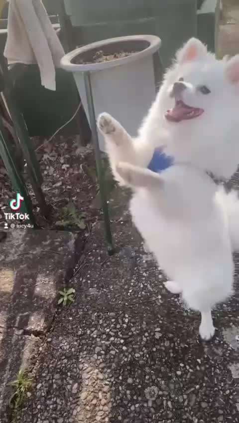 Zeigt hier Euer liebstes Video Eurer Hunde-Beitrag-Bild