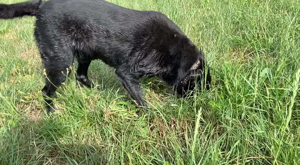 42. Handy Video Challenge-Beitrag-Bild