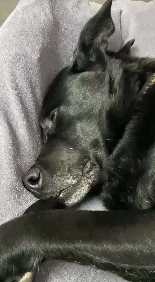 40. Handy Video Challenge - Im Land der Träume-Beitrag-Bild