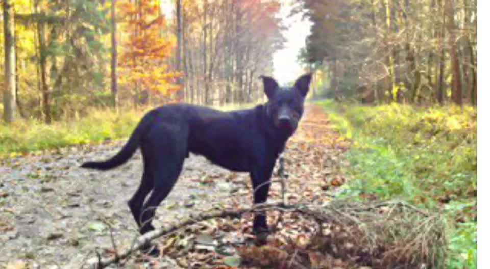 15. Kurzgeschichten-Challenge: Draussen, in der Natur-Beitrag-Bild