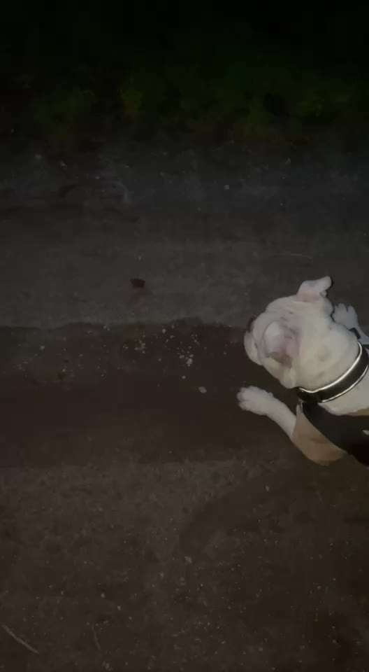 Lautes Quieken und "Rufen" an der Leine-Beitrag-Bild