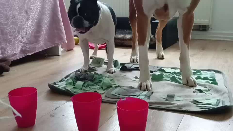 Trick Challenge Nr. 28: Slalom rückwärts-Beitrag-Bild