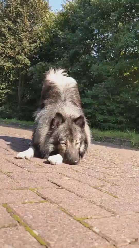 Trickdogging-Beitrag-Bild