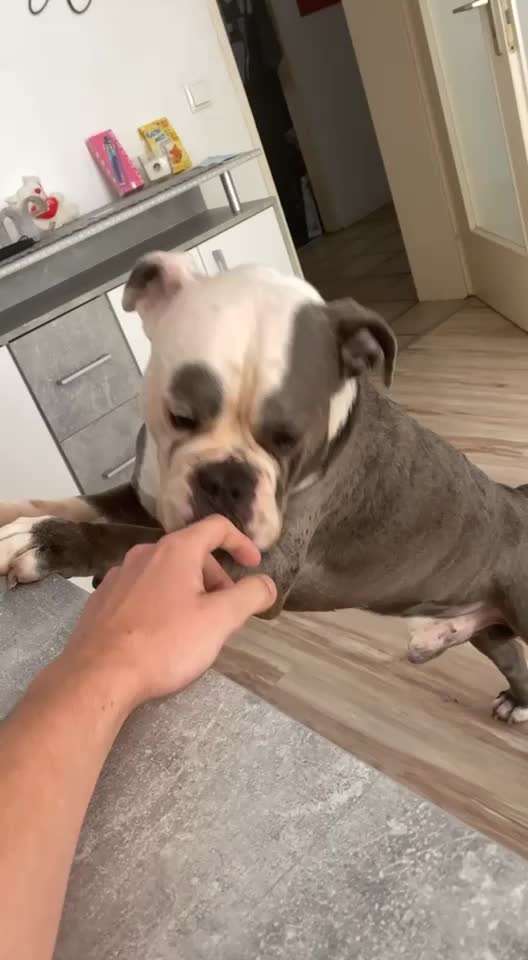 Olde English Bulldogge-Beitrag-Bild