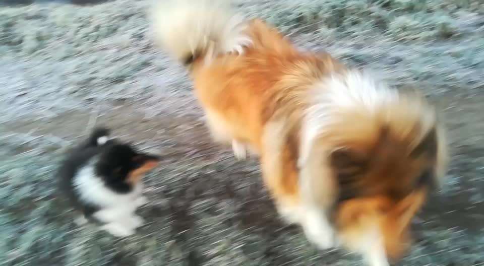 Collies gesucht-Beitrag-Bild