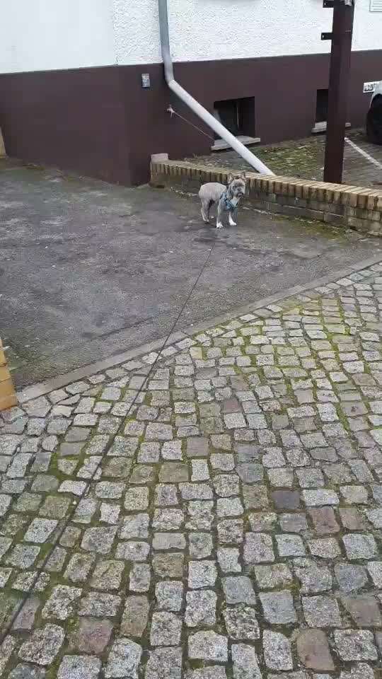 Französische Bulldoggen-Beitrag-Bild