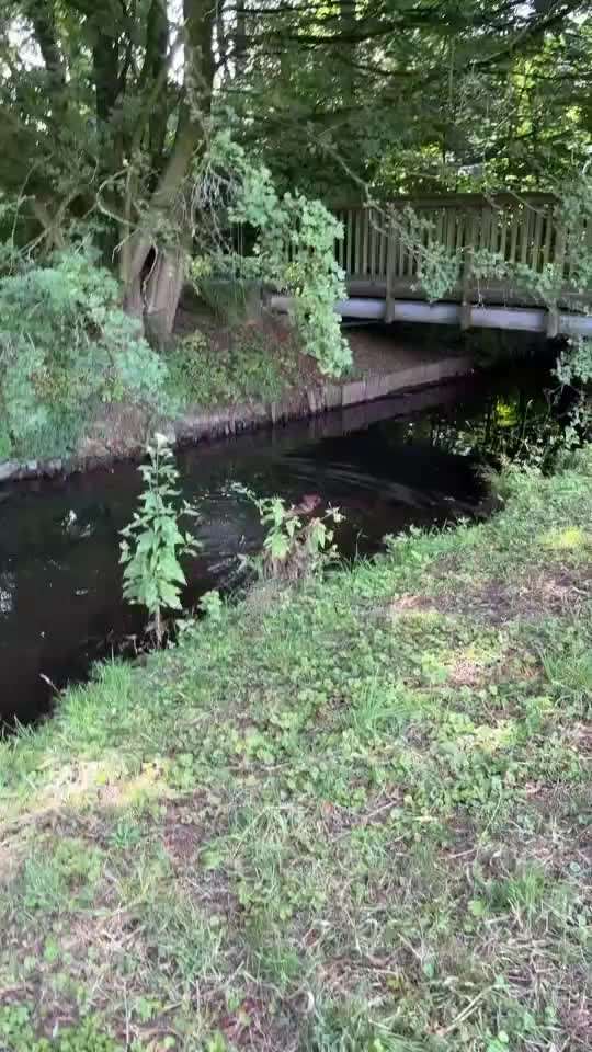 aktuelles Foto Gruppe Hundefreunde Borken NRW