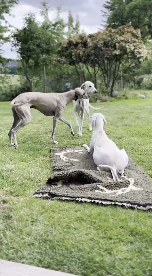 Windhunde - Treffen der besonderen Schönheiten
HERZLICH WILLKOMMEN-Beitrag-Bild
