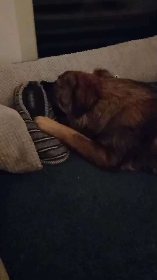 Hund sammelt Schuhe und Mützen in meiner Abwesenheit-Beitrag-Bild