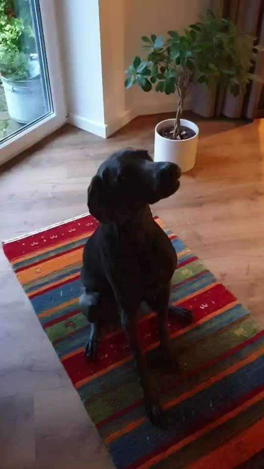 𝕋ℝ𝕀ℂ𝕂 ℂℍ𝔸𝕃𝕃𝔼ℕ𝔾𝔼 ℕℝ. 𝟙-Beitrag-Bild