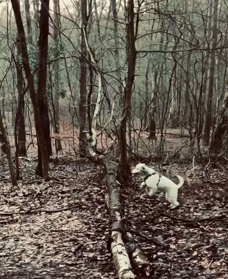 Handy Video Challenge Nr. 38 - Drüber springen-Beitrag-Bild