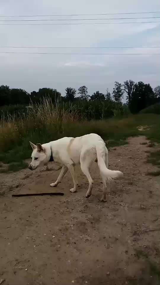 Hilfe bei der Rassebestimmung-Beitrag-Bild