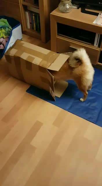 Zeige das lustigste Bild eures Hundis-Beitrag-Bild