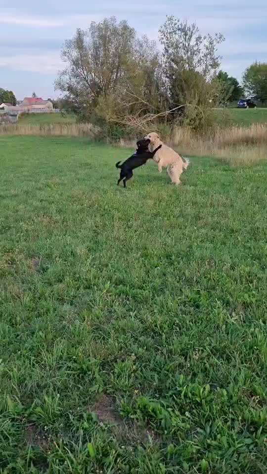 Bester Freund, Hundekumpel - zeigt her!-Beitrag-Bild