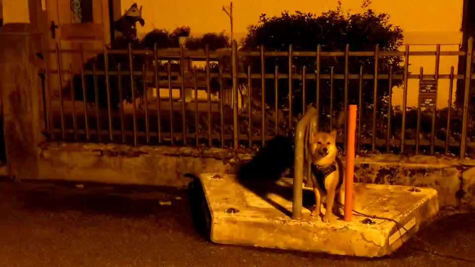 Shiba ohne Leine-Beitrag-Bild