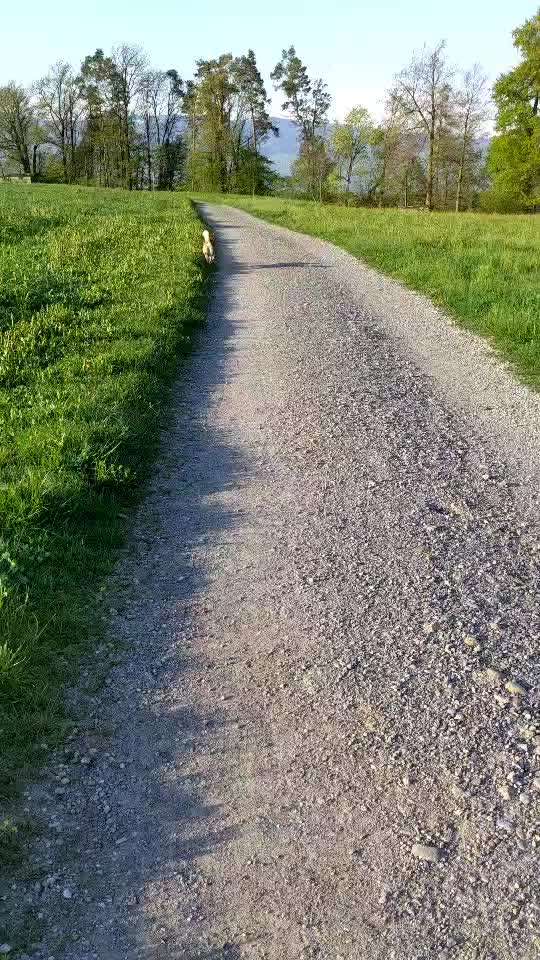 Shiba ohne Leine-Beitrag-Bild