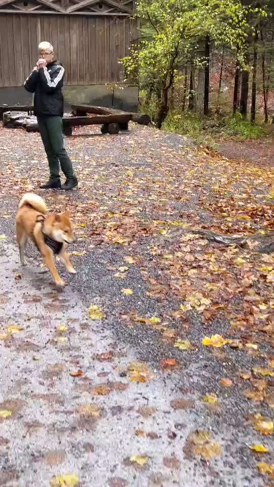 Shiba ohne Leine-Beitrag-Bild