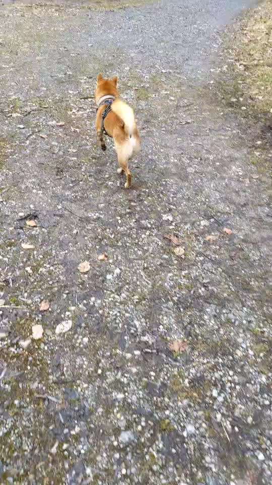 Shiba ohne Leine-Beitrag-Bild