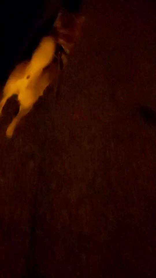 Shiba ohne Leine-Beitrag-Bild