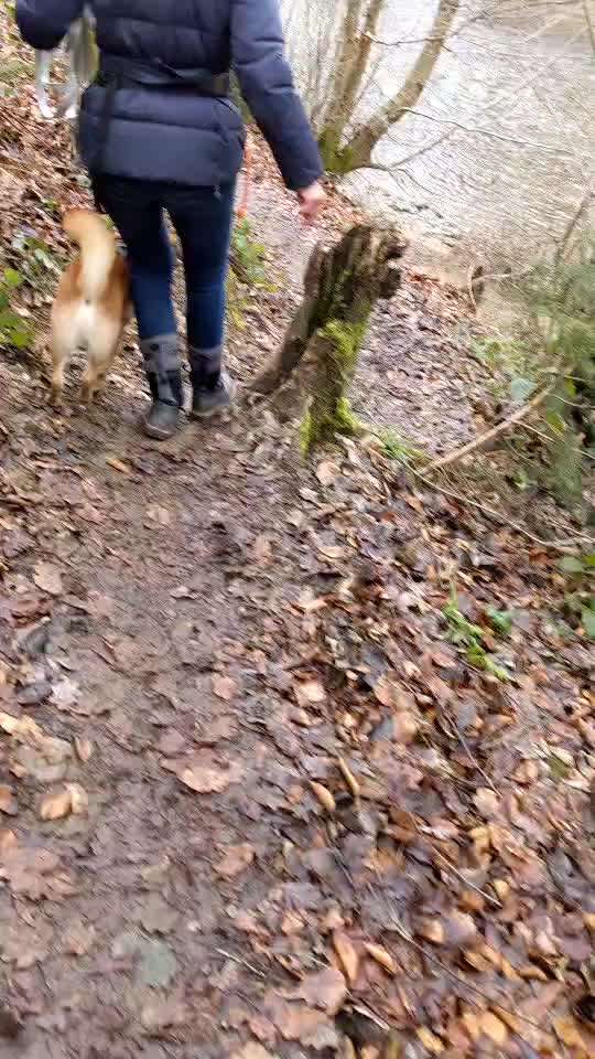 Shiba ohne Leine-Beitrag-Bild