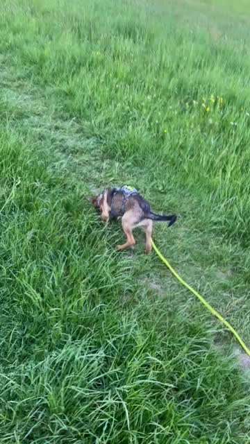 Felder und Wiesen für Spaziergänge gesucht-Beitrag-Bild