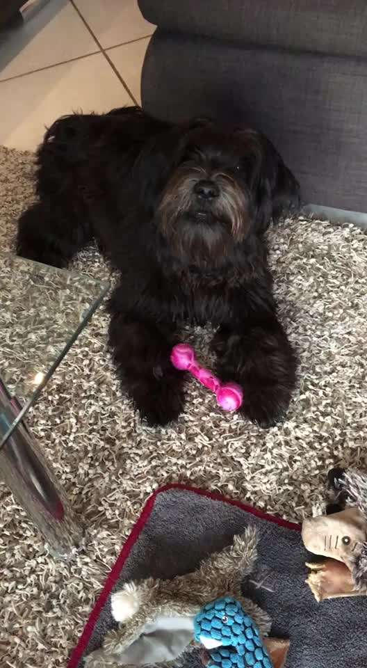 Tibet Terrier-Beitrag-Bild