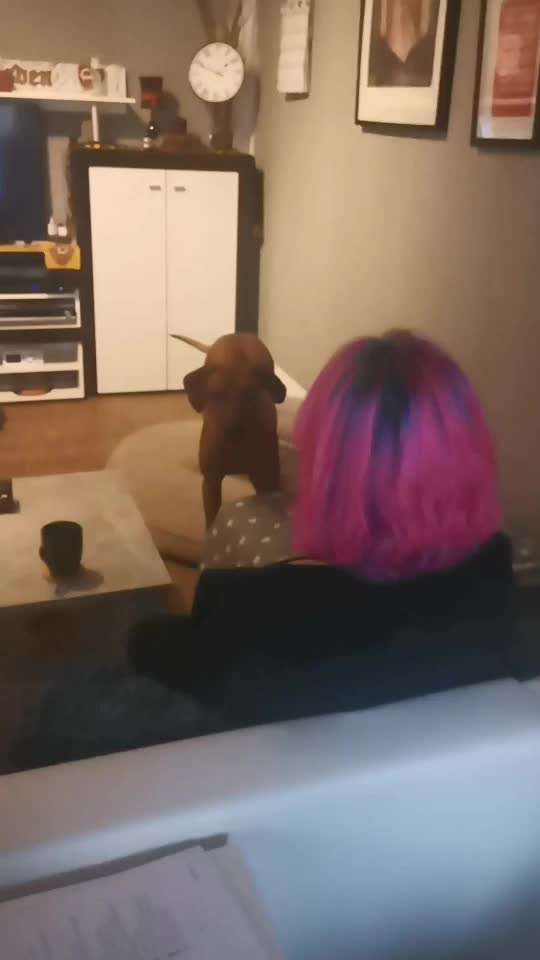 Rhodesian Ridgeback-Beitrag-Bild