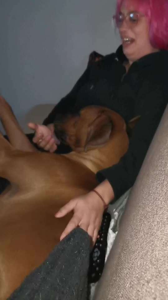 Rhodesian Ridgeback-Beitrag-Bild