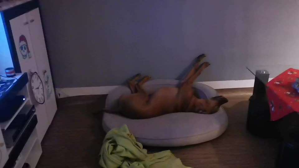 Rhodesian Ridgeback-Beitrag-Bild