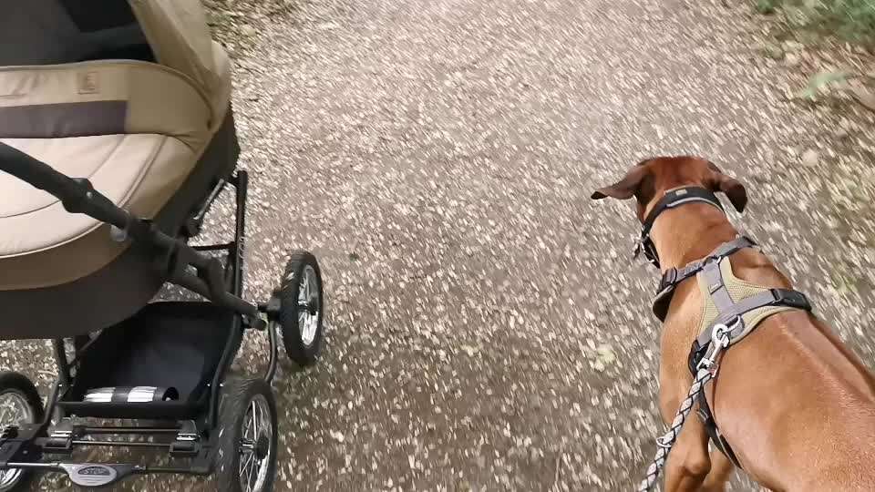 Rhodesian Ridgeback-Beitrag-Bild