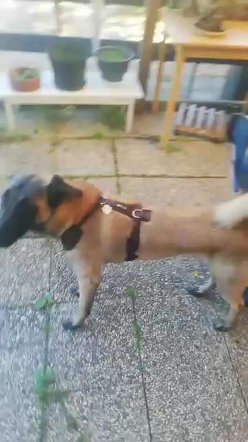 Ist mein Junghund schon GROß?-Beitrag-Bild