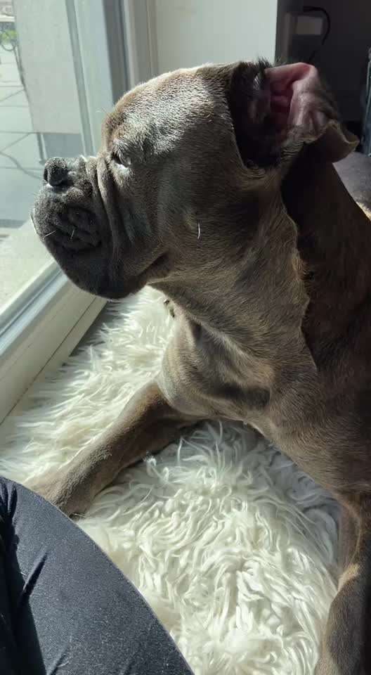 ohrenentzündung hund!-Beitrag-Bild