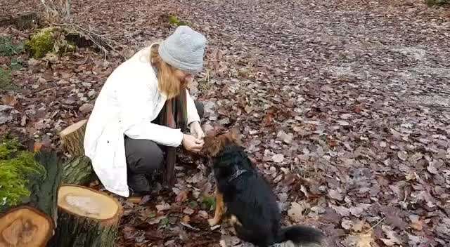 Zeigt hier Euer liebstes Video Eurer Hunde-Beitrag-Bild