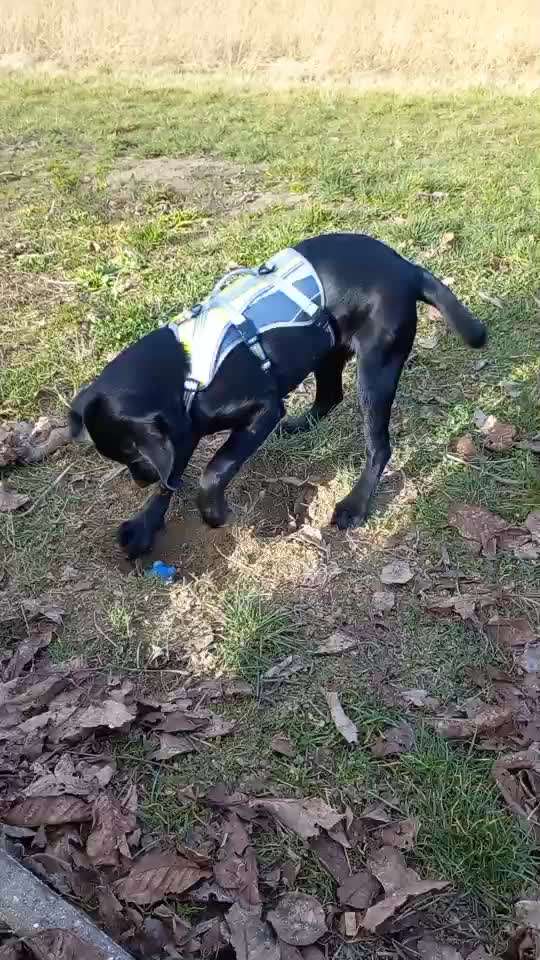 eure Spitznamen für die Vierbeiner-Beitrag-Bild