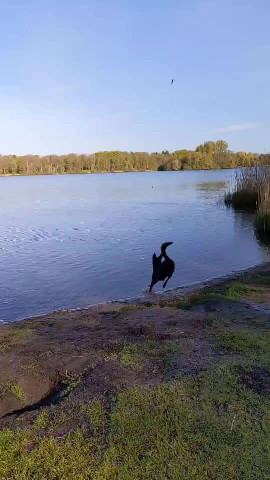 Dogorama-Monats-Challenge-Mai "Wasser"-Beitrag-Bild