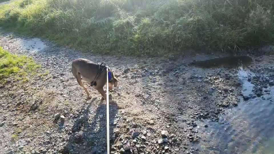 50. Video Challenge - Wasserscheu oder nicht-Beitrag-Bild