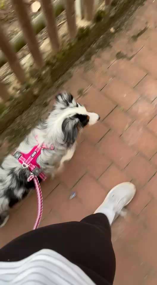 Leinenführigkeit Hütehund-Beitrag-Bild