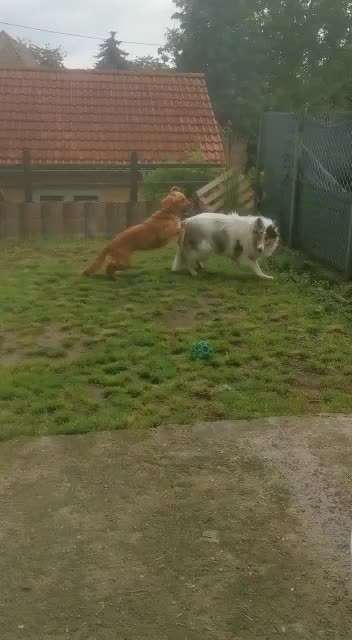 Fotosammlung: ,,Der natürliche Hund" Unbearbeitet, ungestellt und in Natura-Beitrag-Bild